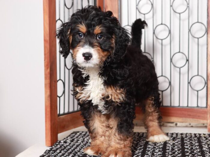Buster - Friendly Male Tri-Colored Mini Bernedoodle - Image 5