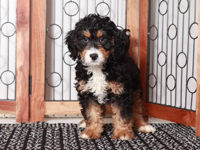 Buster - Friendly Male Tri-Colored Mini Bernedoodle - Image 2