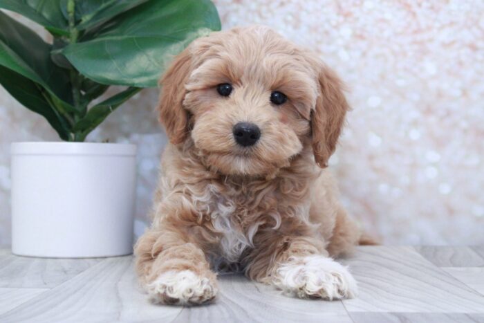 Butterfinger- Cute Male Mini Goldendoodle Puppy