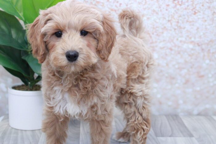 Butterfinger- Cute Male Mini Goldendoodle Puppy - Image 3