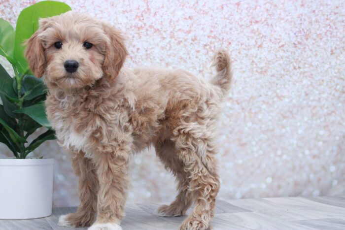 Butterfinger- Cute Male Mini Goldendoodle Puppy - Image 4