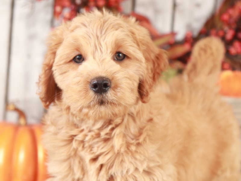 Cactus - Fun Mini Goldendoodle Puppy - Image 5