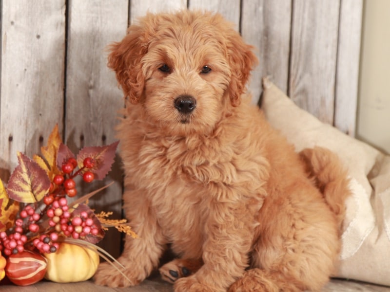 Cactus - Fun Mini Goldendoodle Puppy - Image 3