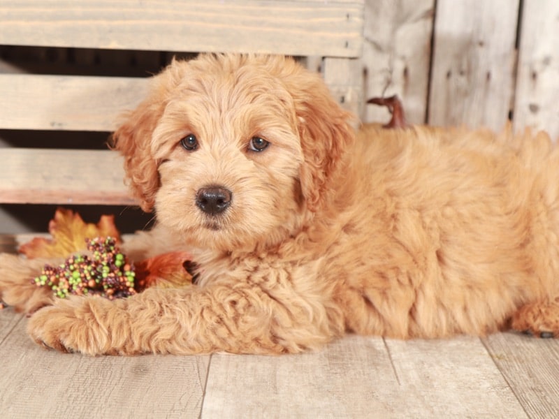 Cactus - Fun Mini Goldendoodle Puppy - Image 2