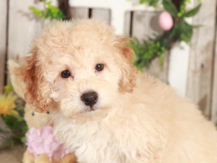 Caesar- Male Teacup Yorkie Puppy for Sale in Georgia - Image 2