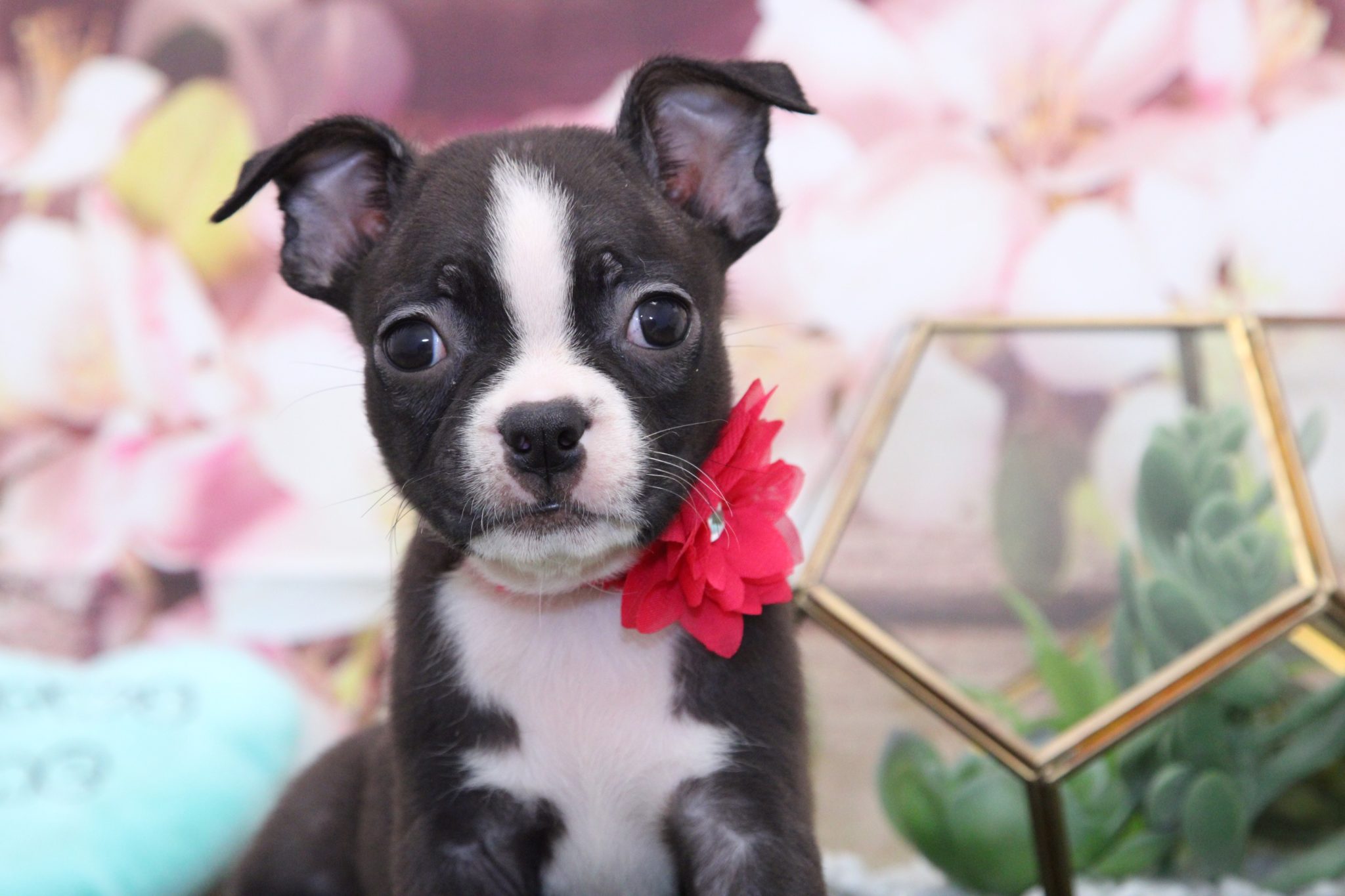 Cali- Perfect Female Boston Terrier Puppy - Image 3