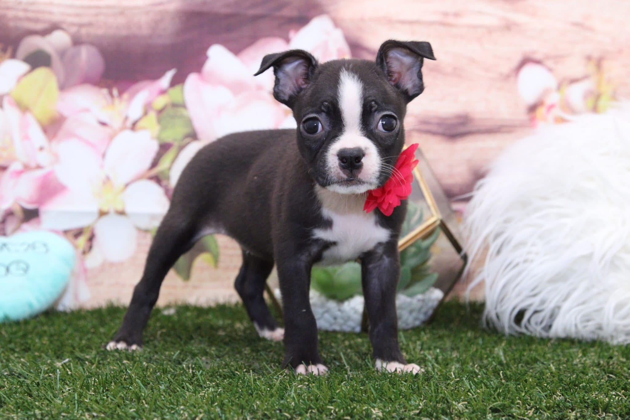 Cali- Perfect Female Boston Terrier Puppy - Image 4