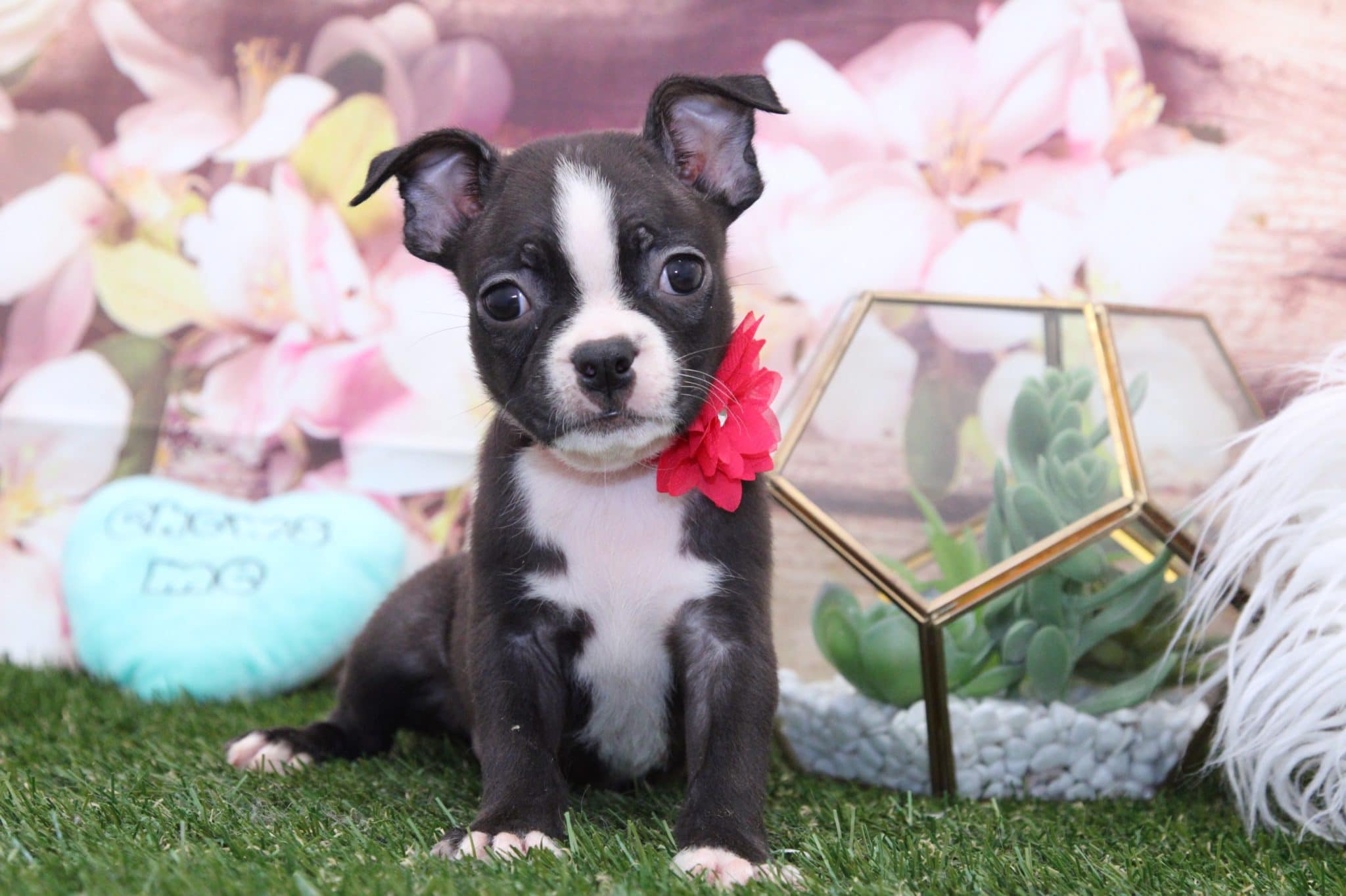 Cali- Perfect Female Boston Terrier Puppy - Image 5