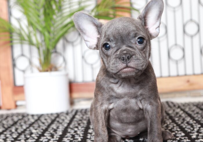 Calypso - Stunning AKC Blue Brindle Female Frenchie Puppy