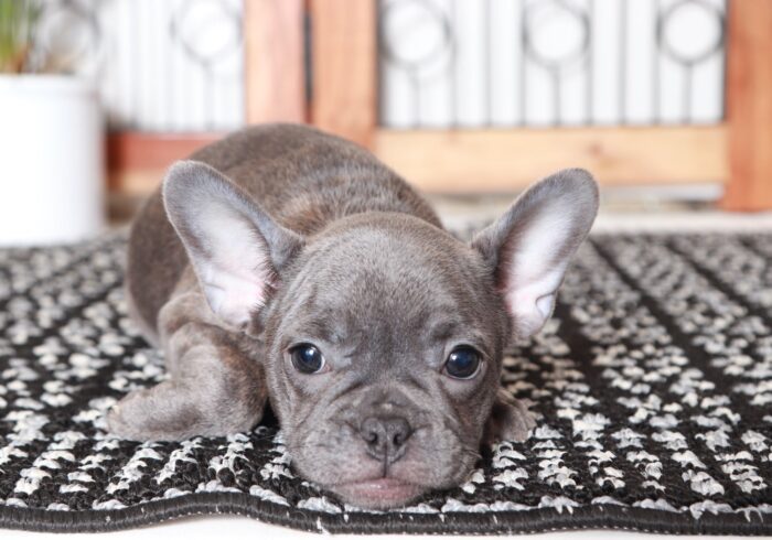 Calypso - Stunning AKC Blue Brindle Female Frenchie Puppy - Image 2