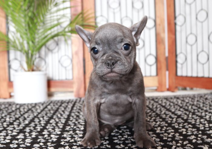 Calypso - Stunning AKC Blue Brindle Female Frenchie Puppy - Image 3