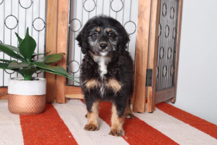Carmela - Cuddly CKC Female Bernedoodle Puppy