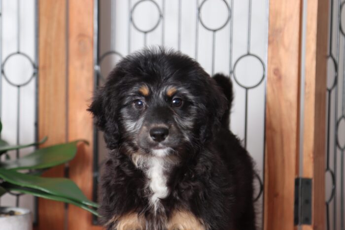 Carmela - Cuddly CKC Female Bernedoodle Puppy - Image 2