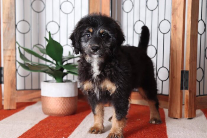 Carmela - Cuddly CKC Female Bernedoodle Puppy - Image 3