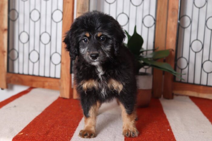 Carmela - Cuddly CKC Female Bernedoodle Puppy - Image 4