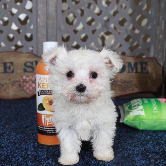 Cameron-Teacup Maltese Puppy - Image 3