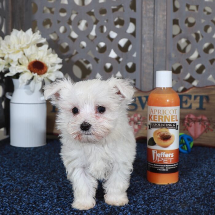 Cameron-Teacup Maltese Puppy - Image 4