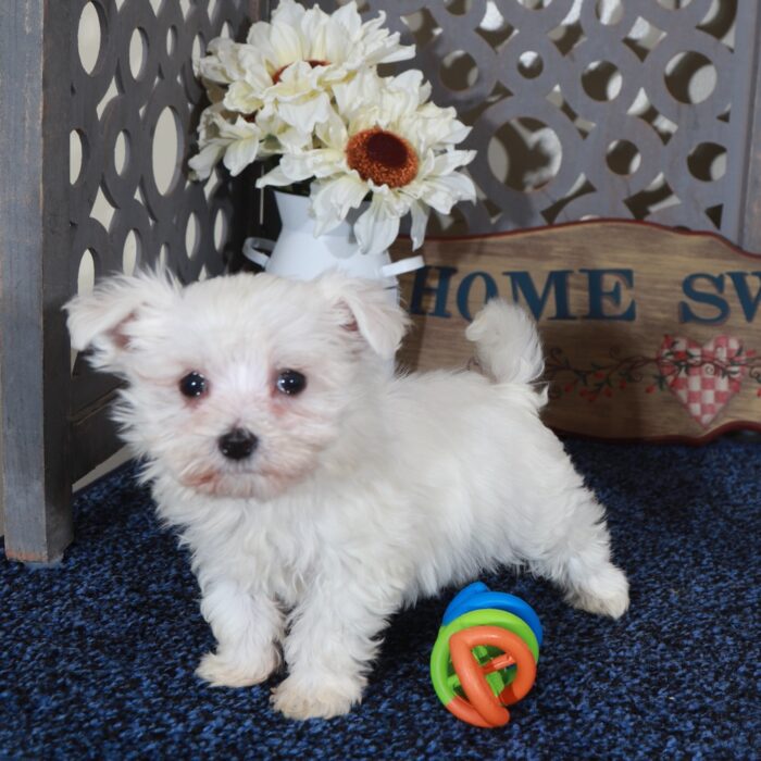 Cameron-Teacup Maltese Puppy - Image 5