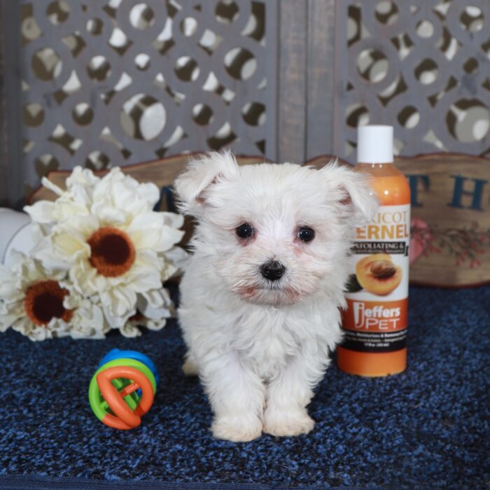Cameron-Teacup Maltese Puppy - Image 6