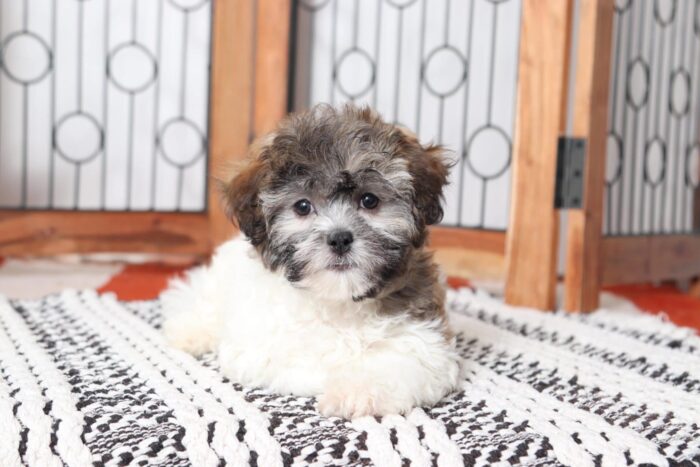 Camilla - Cutest Female Teddy Bear Puppy