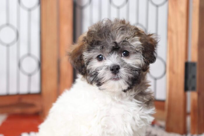 Camilla - Cutest Female Teddy Bear Puppy - Image 2