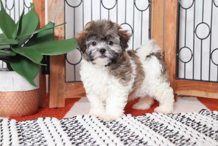 Camilla - Cutest Female Teddy Bear Puppy - Image 3