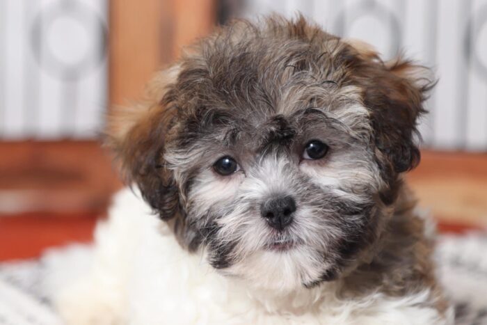 Camilla - Cutest Female Teddy Bear Puppy - Image 4