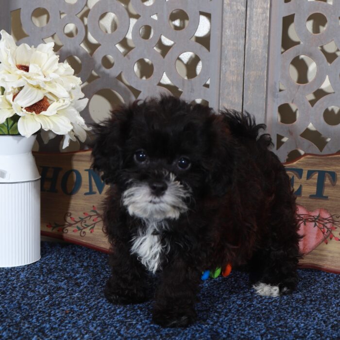 Candy-Happy Shih-poo Puppy - Image 2