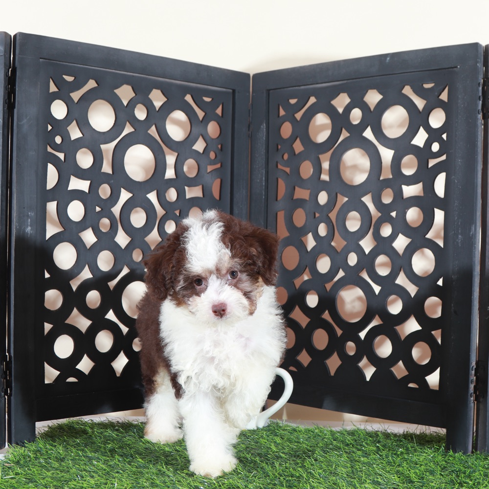 Candy-Beautiful F1B Mini AussiePoo - Image 2