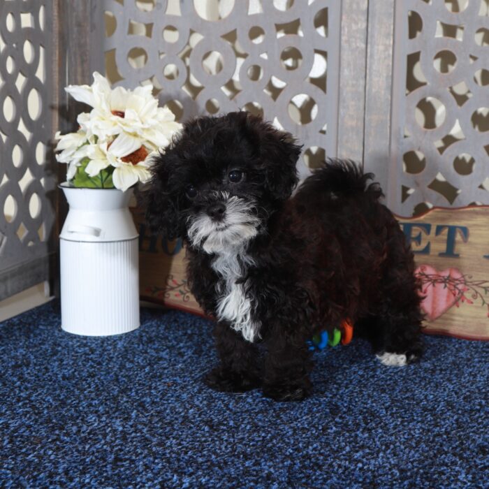 Candy-Happy Shih-poo Puppy - Image 3