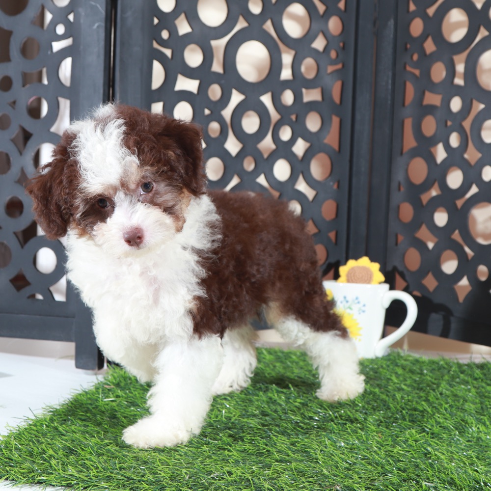 Candy-Beautiful F1B Mini AussiePoo