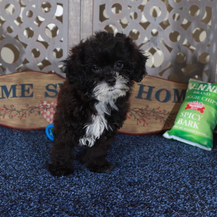 Candy-Happy Shih-poo Puppy - Image 4