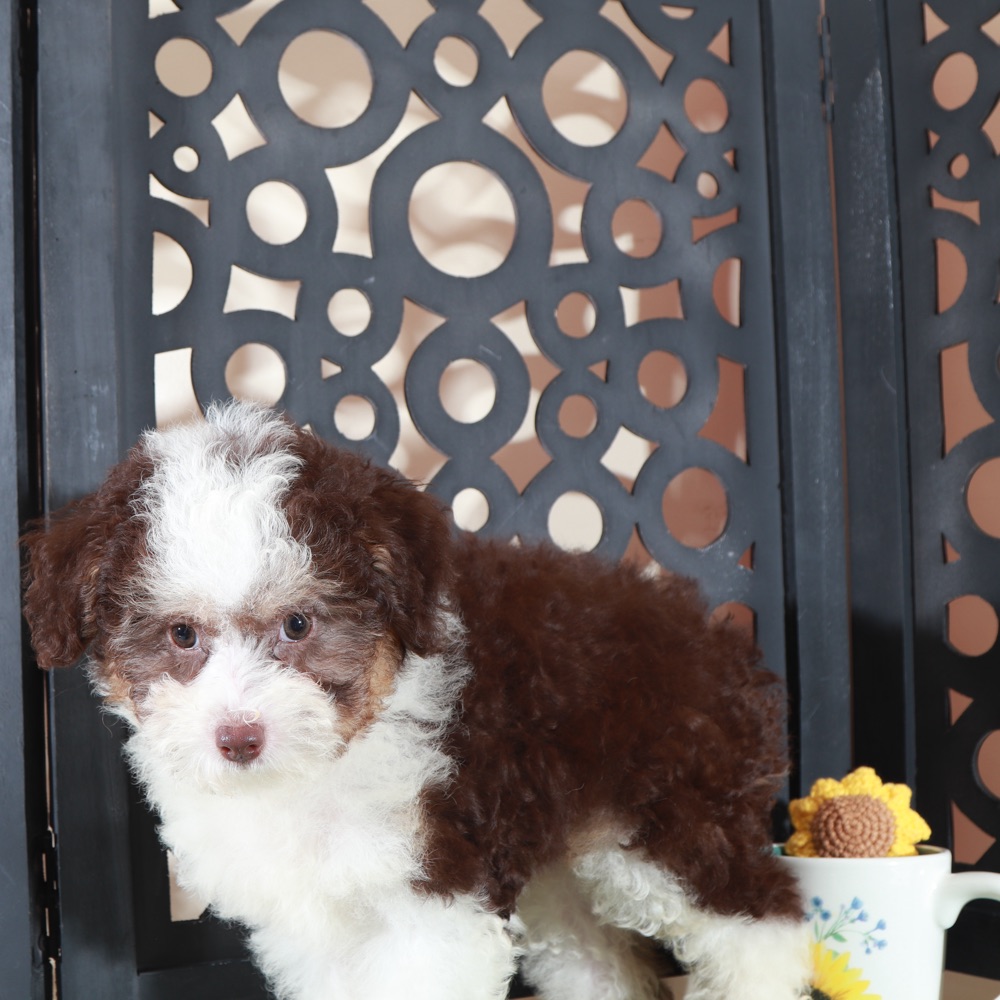 Candy-Beautiful F1B Mini AussiePoo - Image 4