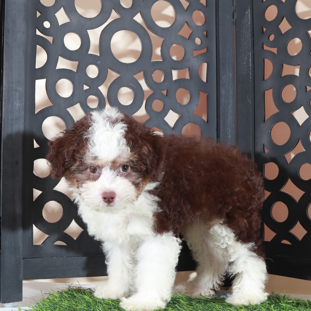 Candy-Beautiful F1B Mini AussiePoo - Image 5