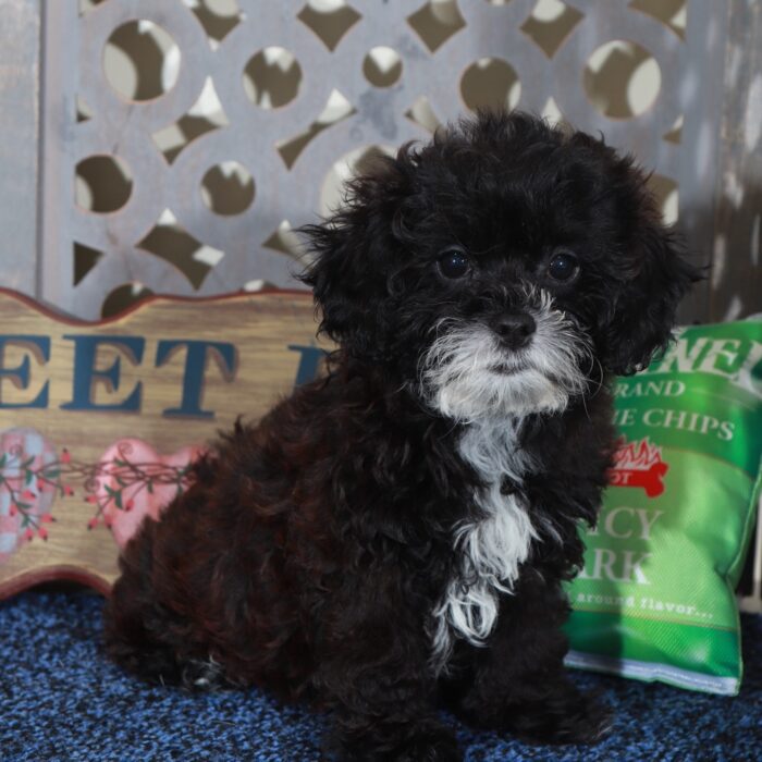Candy-Happy Shih-poo Puppy - Image 5