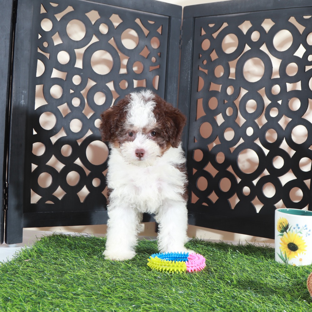 Candy-Beautiful F1B Mini AussiePoo - Image 6