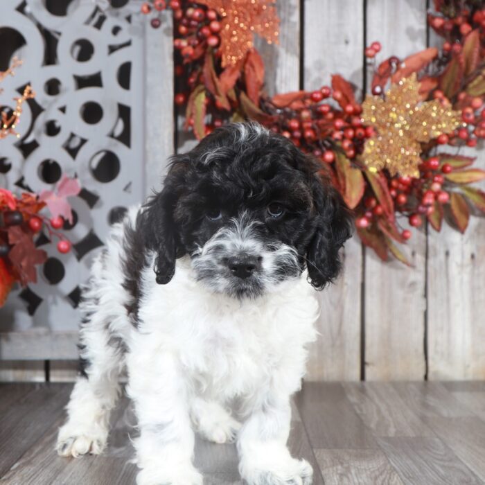 puppy