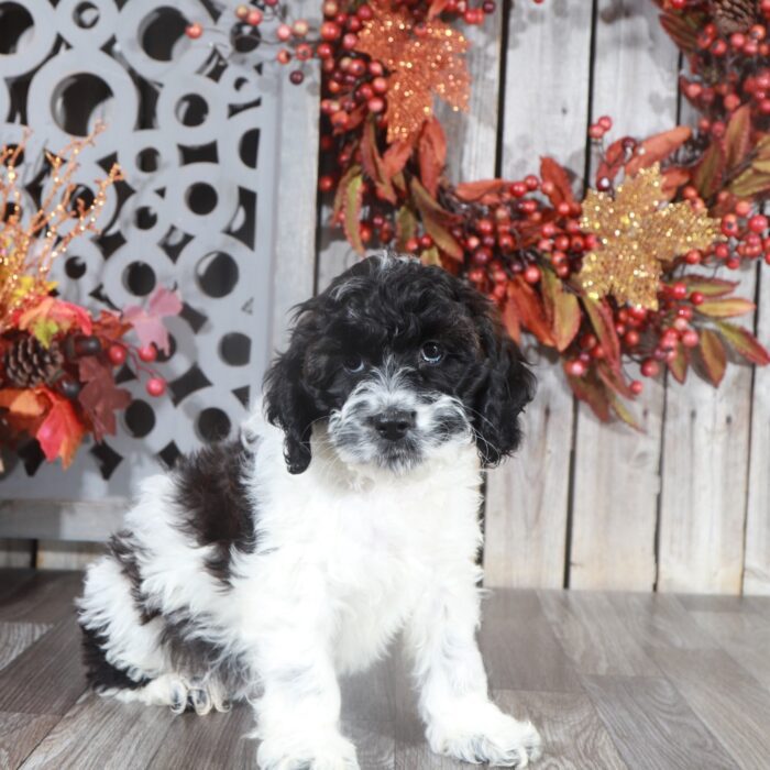 puppy