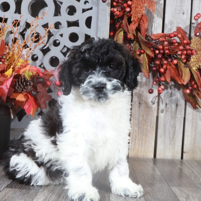 puppy