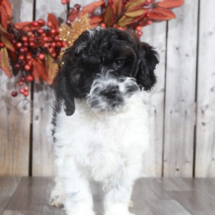 puppy