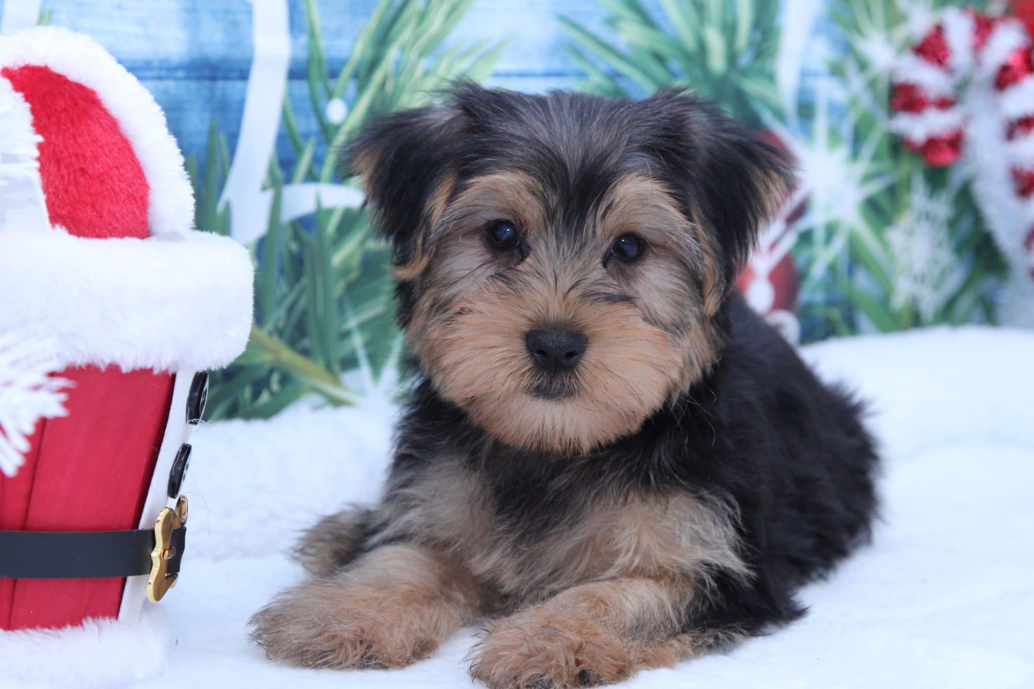 Caramel - Spunky Female Yorkie Puppy
