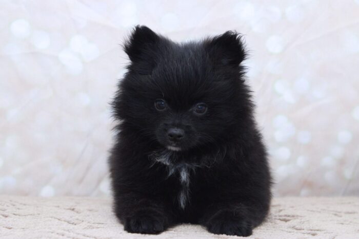 Carl- Smart Little AKC Male Pomeranian Puppy - Image 2