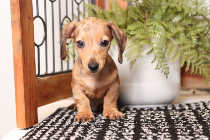 Carl - Amazing ACA Red Dapple Male Mini Dachshund Puppy