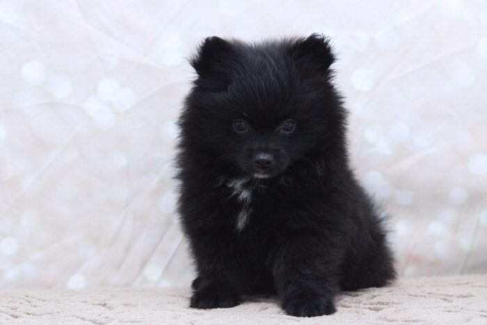 Carl- Smart Little AKC Male Pomeranian Puppy