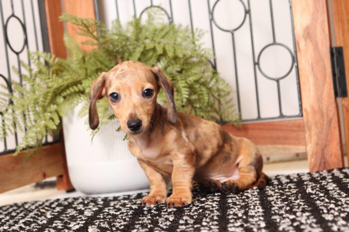 Carl - Amazing ACA Red Dapple Male Mini Dachshund Puppy - Image 2