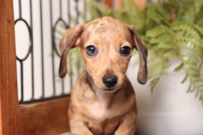 Carl - Amazing ACA Red Dapple Male Mini Dachshund Puppy - Image 3