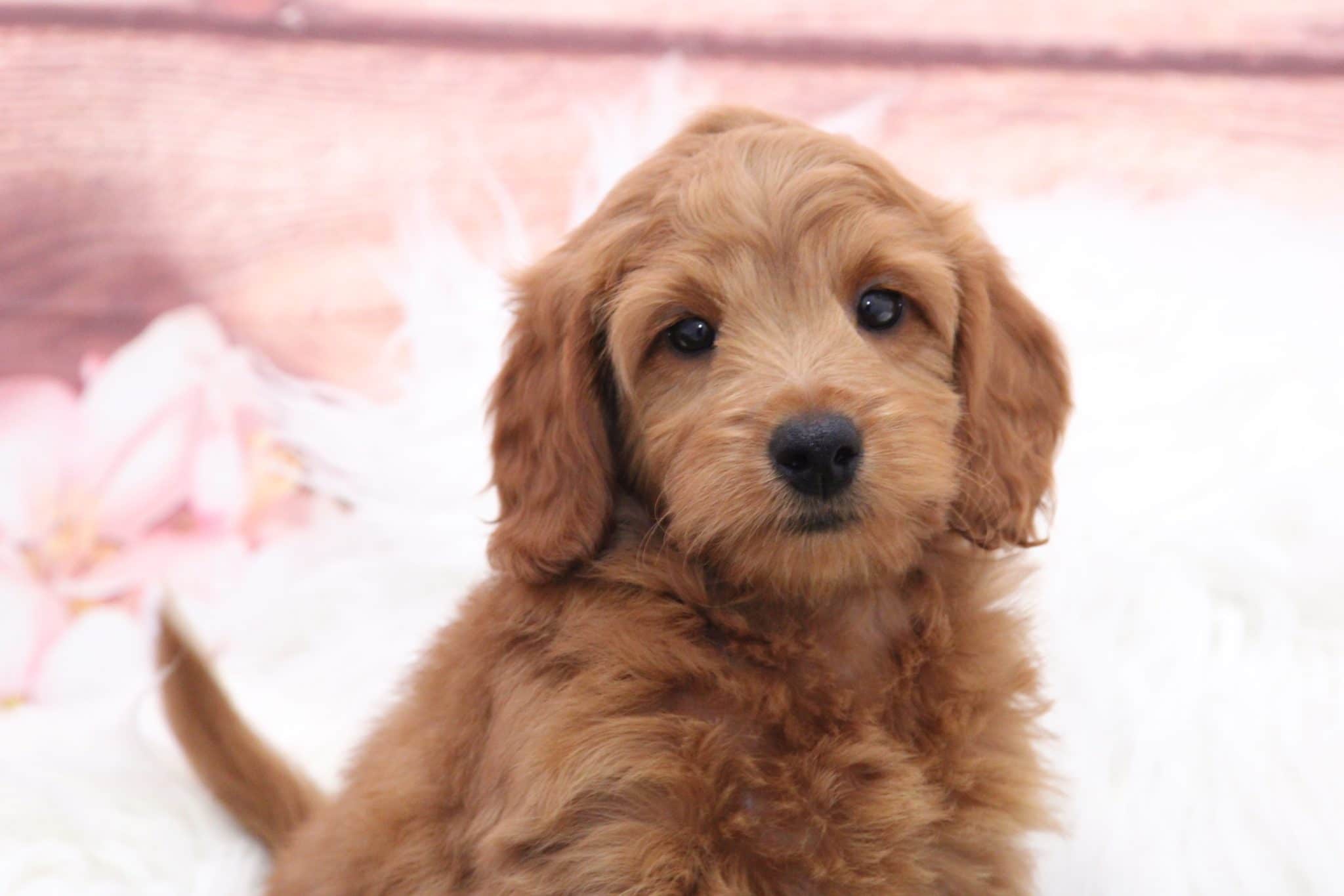 Carl - Perfect Gold Male F1B Mini Goldendoodle Puppy - Image 4