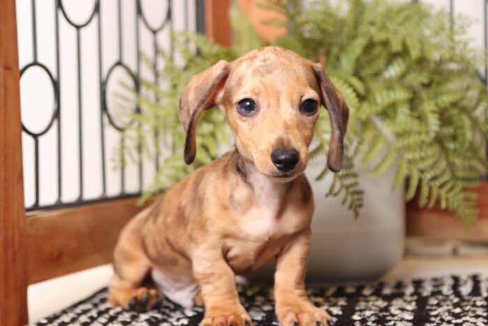 Carl - Amazing ACA Red Dapple Male Mini Dachshund Puppy - Image 4