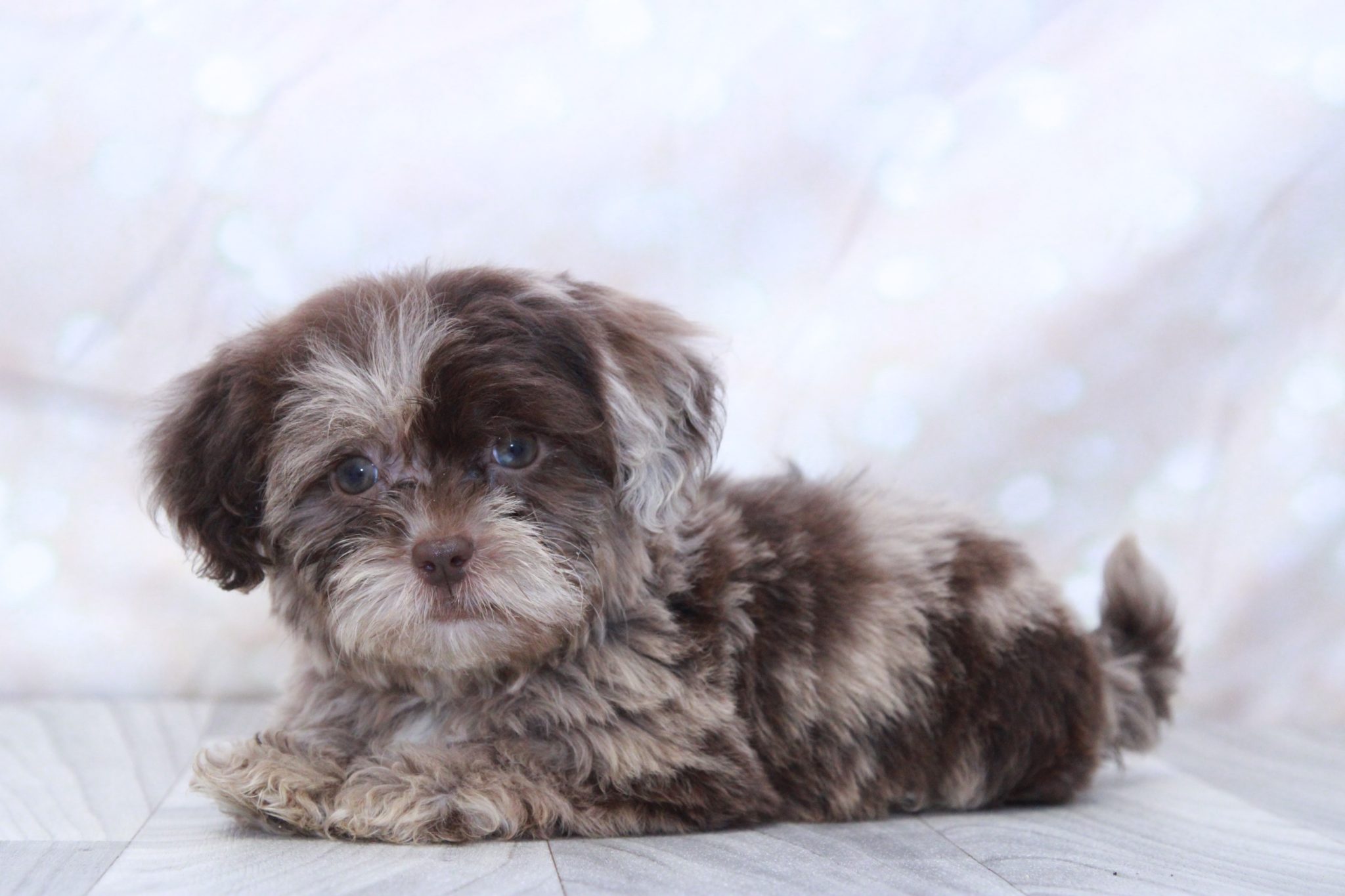 Carly - Outgoing F1B Female Toy Shih-Poo Puppy