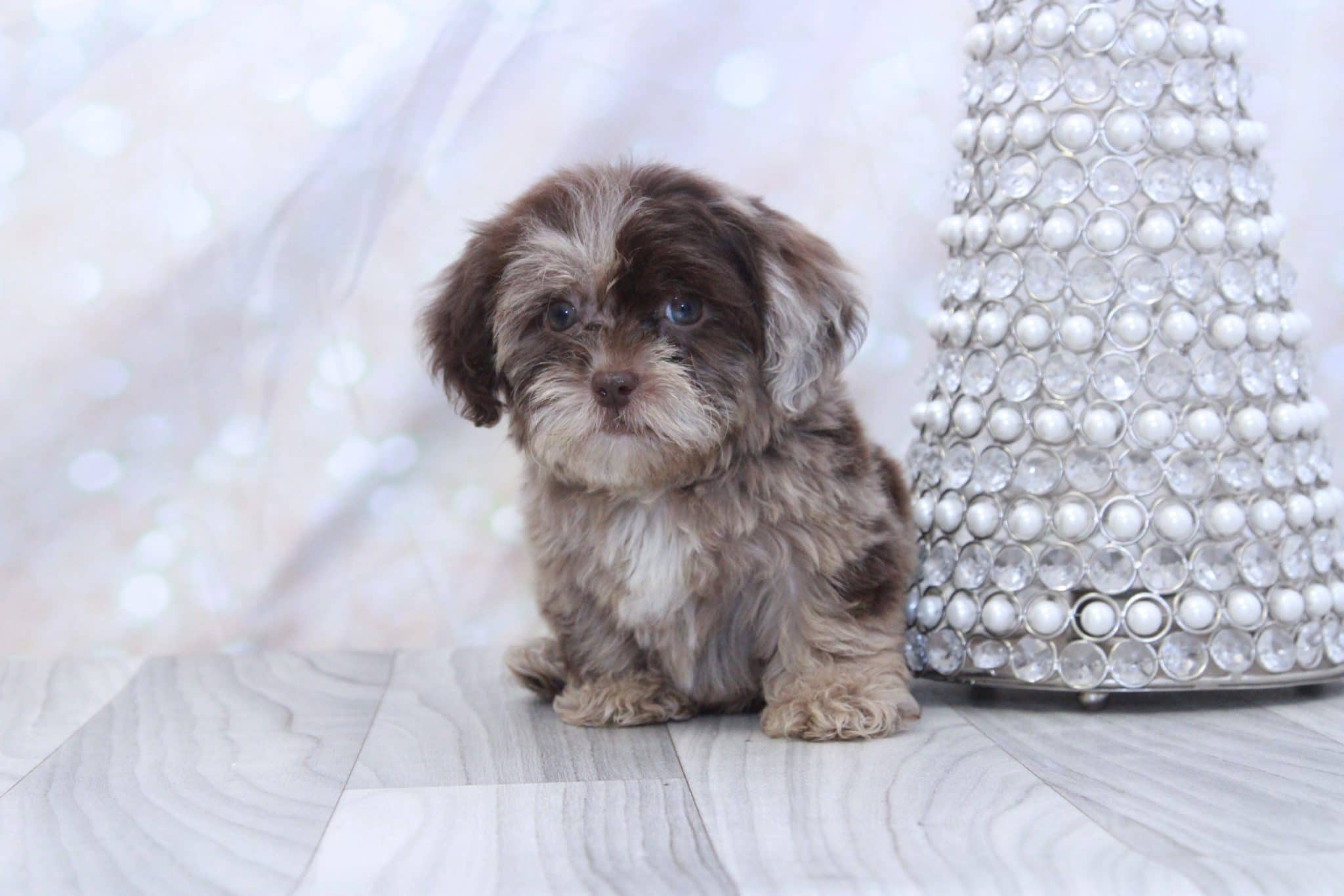 Carly - Outgoing F1B Female Toy Shih-Poo Puppy - Image 3